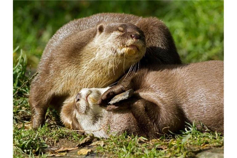 Kurzkrallenotter spielen mit einem Stein. Foto: Carol Bennetto/-/dpa/Archivbild