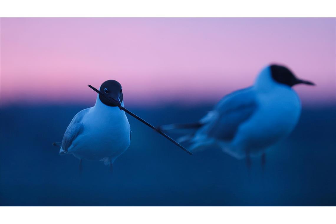 Bilder des Tages