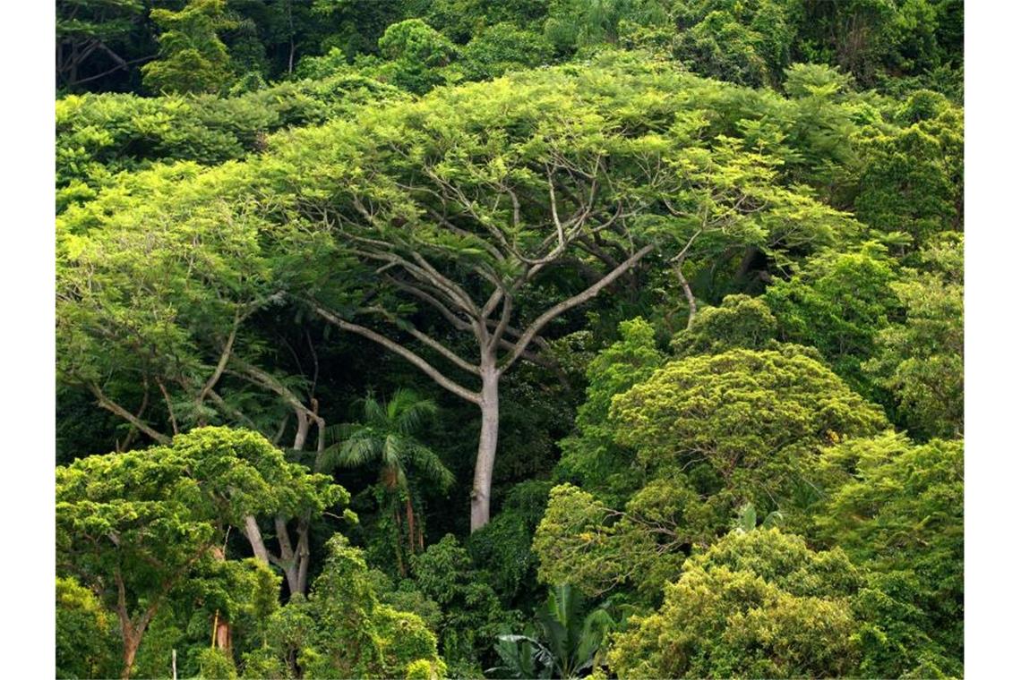 Frau und Kinder nach über einem Monat aus Regenwald gerettet