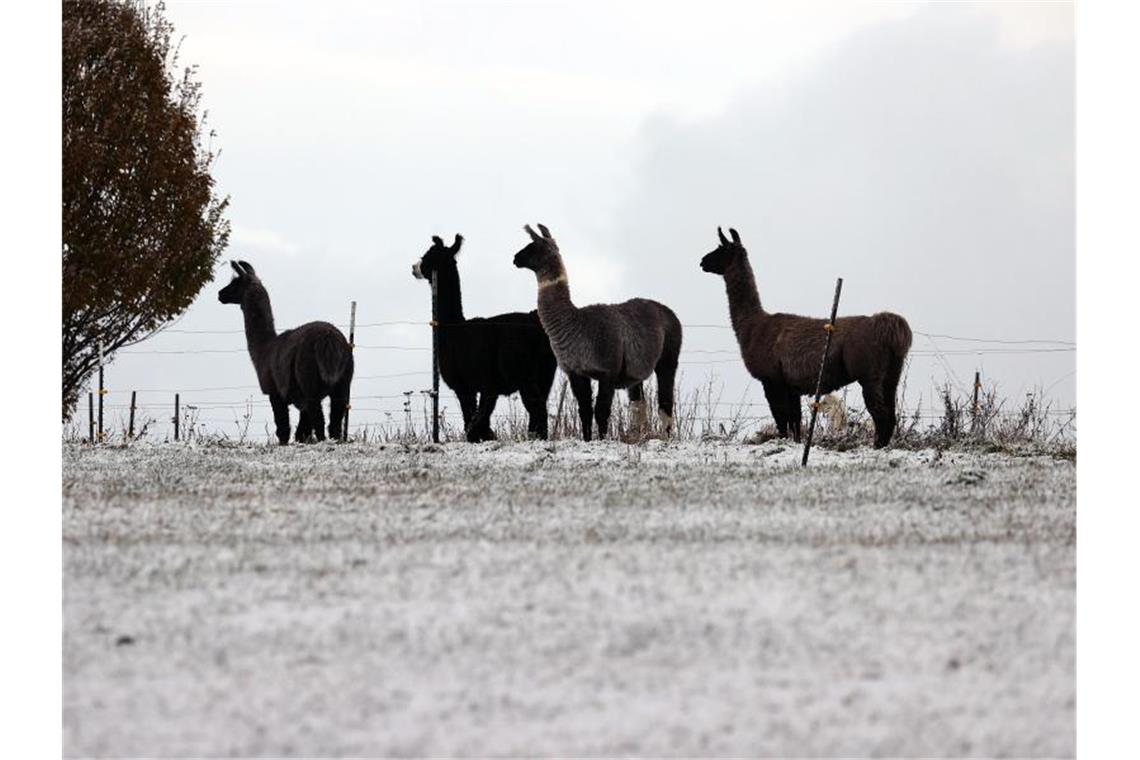 Glatte Straßen, weiße Pisten - Der Winter ist da Lamas sind in der Regel an kalte Temperaturen gewöhnt. Foto: Karl-Josef Hildenbrand/dpa