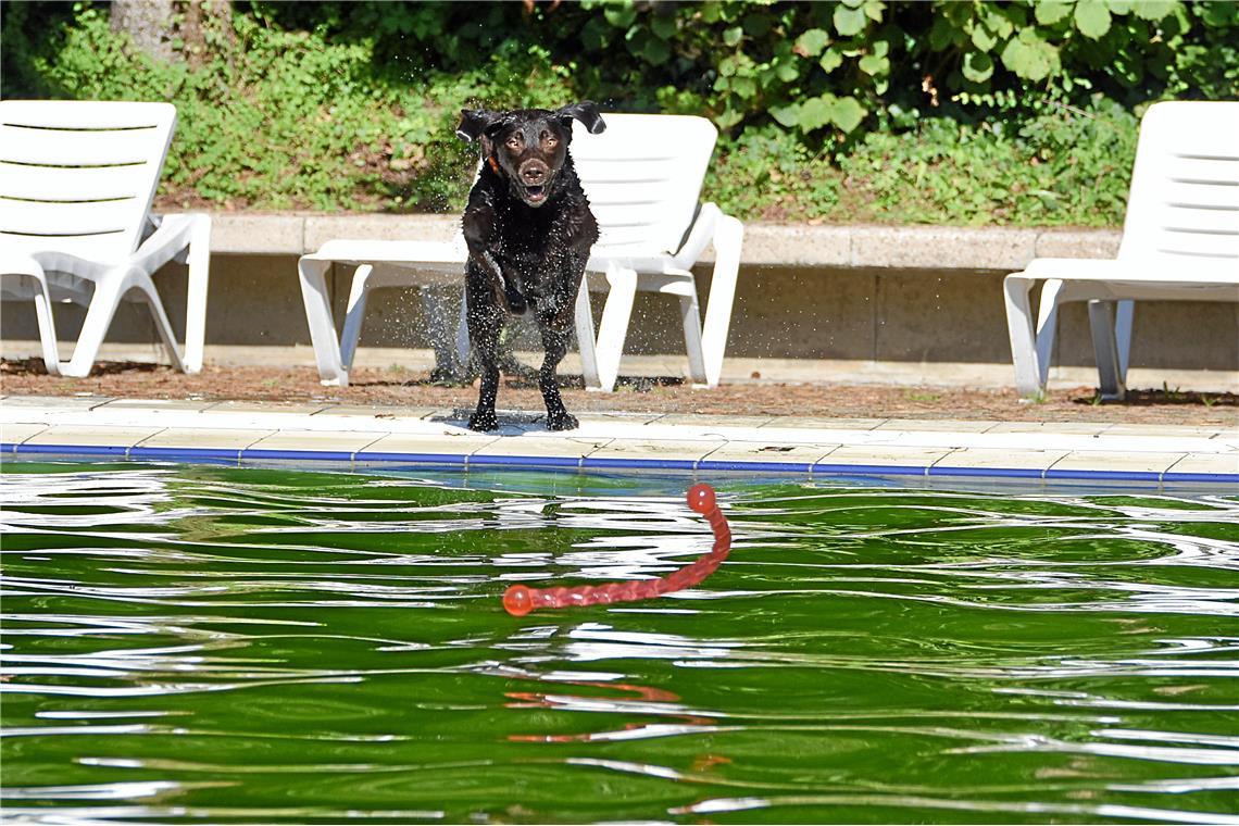 Landet das Spielzeug im Wasser, wird sofort hinterhergesprungen. 