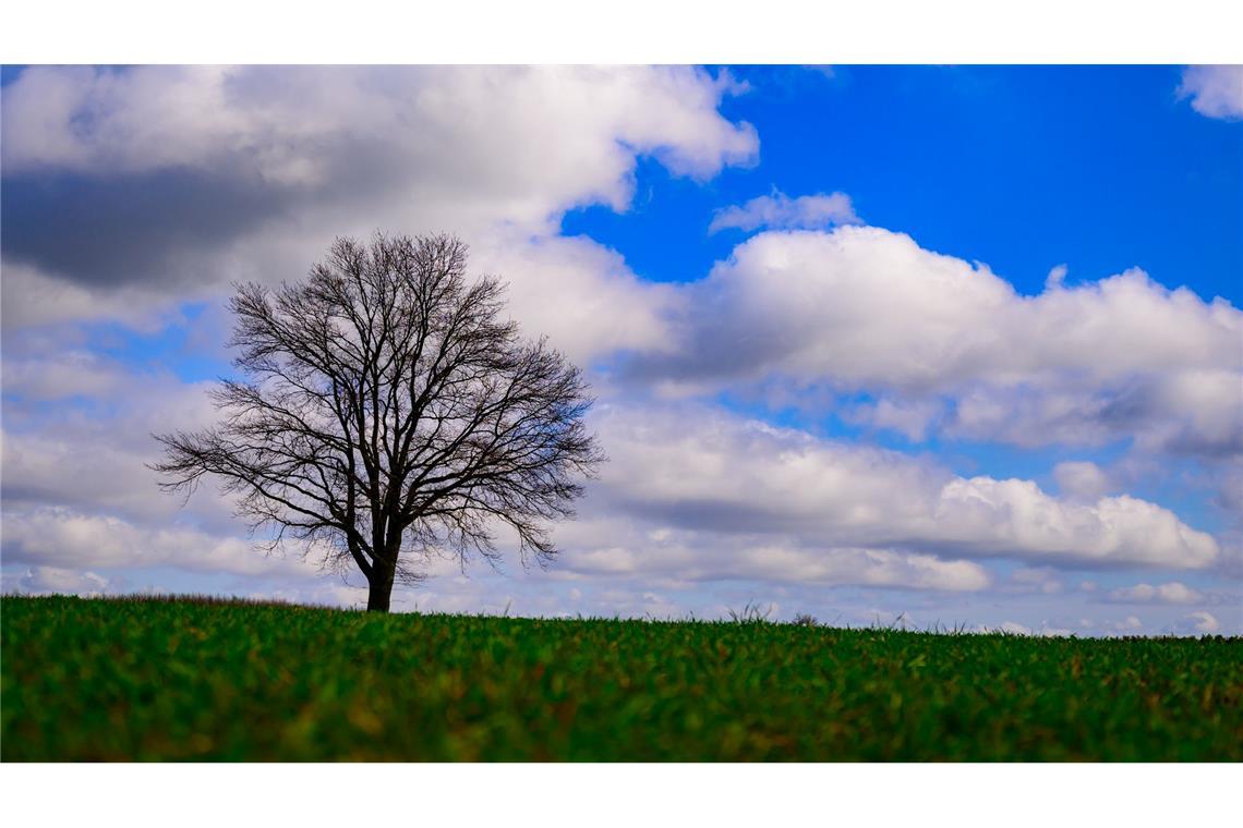 Landschaft kann so romantisch sein! Wolken ziehen über einen einzelnen Baum im südöstlichen Brandenburg.