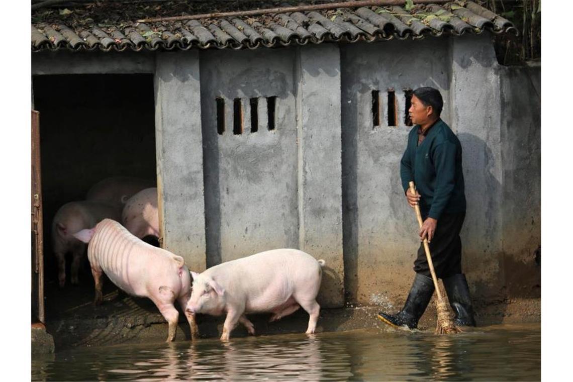 Immer mehr Schweinepest-Fälle nahe deutscher Grenze Landwirt Huang Demin treibt seine Schweine in den Stall. Die Schweinepest in China macht Wurst und Schnitzel in Deutschland teurer. Foto: Guo Quan/FEATURECHINA/dpa