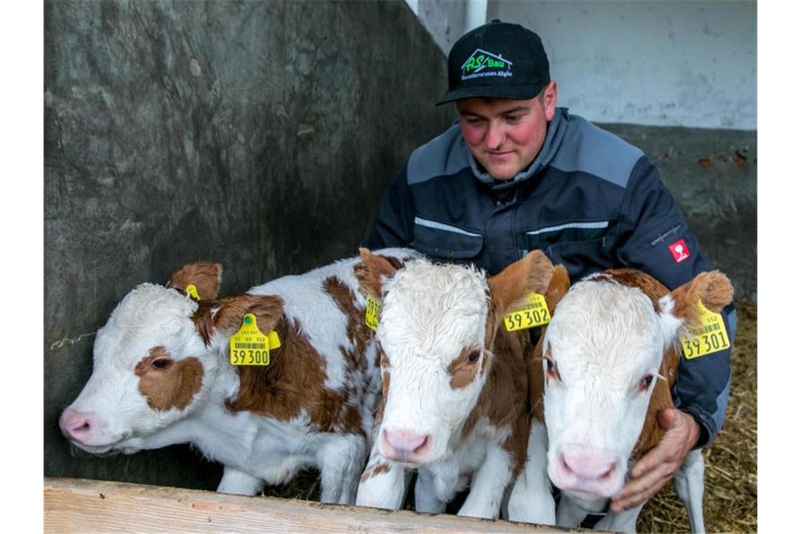 Landwirt Simon Hartmann kümmert sich auf der Alpe Metzeberg um die Kälberdrillinge Dagobert, Diego und Denise. Foto: Ralf Lienert