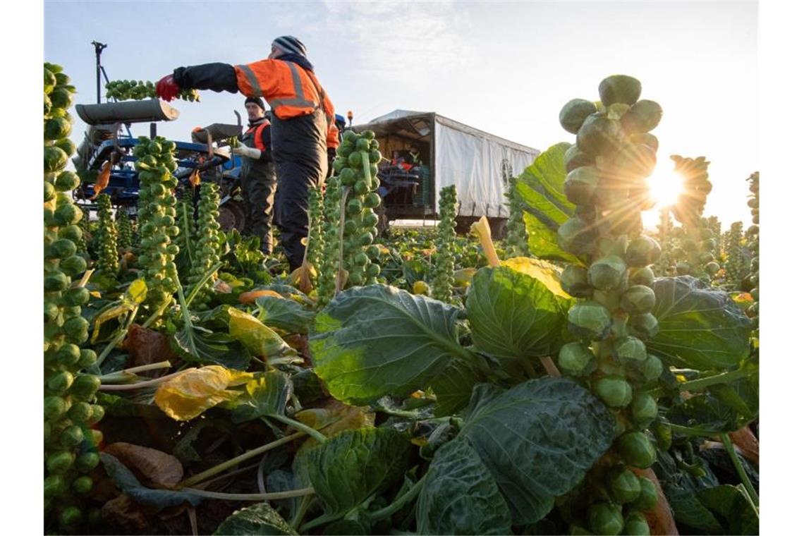 Landwirtschaftsarbeiter ernten Rosenkohl. Angesichts fehlender Helfer aus dem Ausland hatten Landwirte dieses Jahr versucht, Lücken mit Freiwilligen aus dem Inland zu füllen, etwa Studierende oder Menschen in Kurzarbeit. Foto: Joe Giddens/PA Wire/dpa