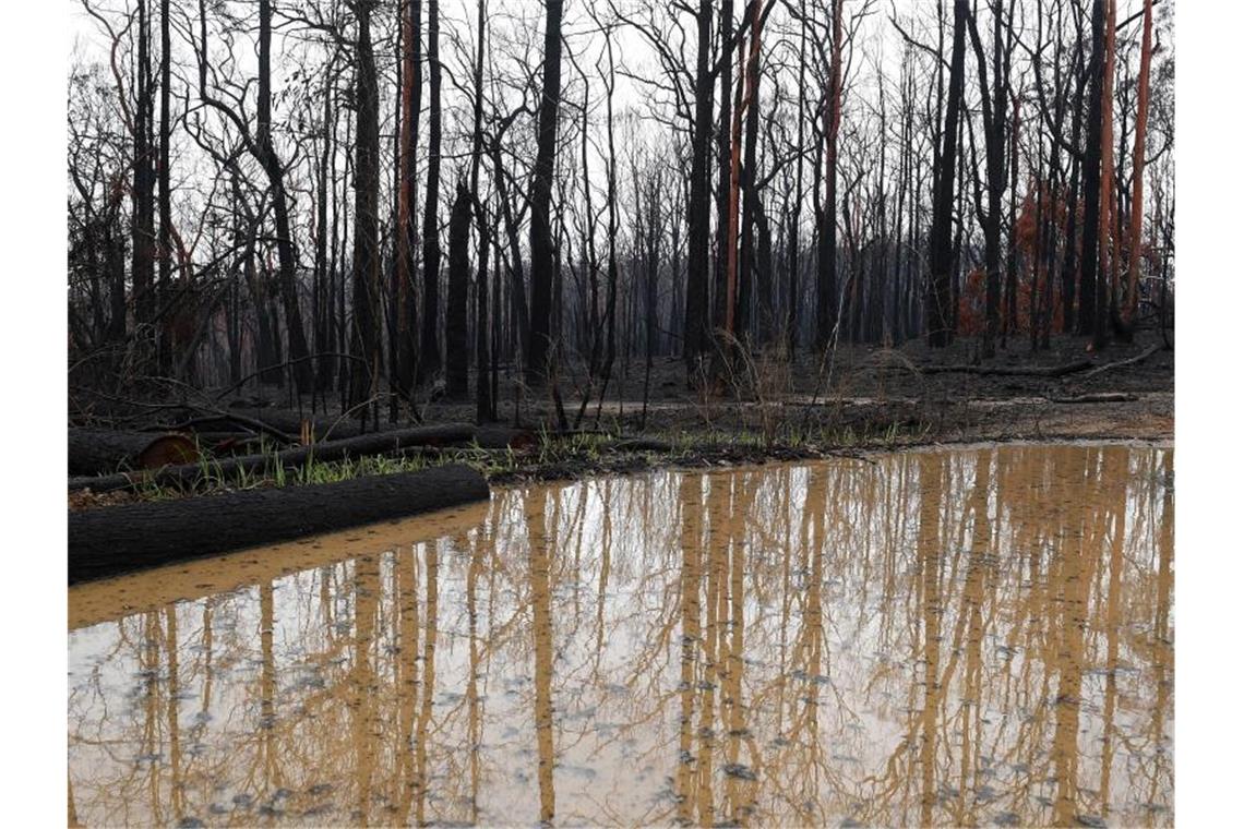 Lange ersehnt: Eine große Regenpfütze hat sich im abgebrannten Buschland im australischen Bundesstaat Bundesstaat New South Wales gebildet. Foto: Dan Himbrechts/AAP/dpa