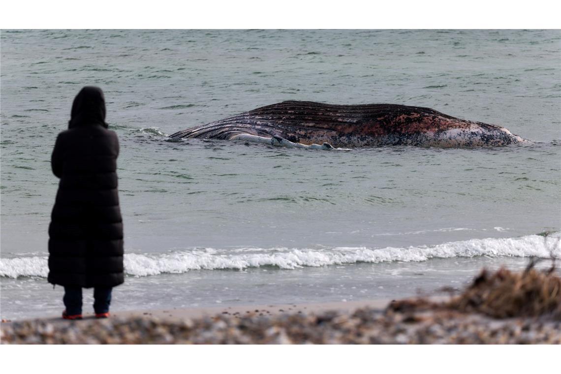 Lange hatte der tote Wal im flachen Wasser vor der Insel gelegen. (Archivbild)