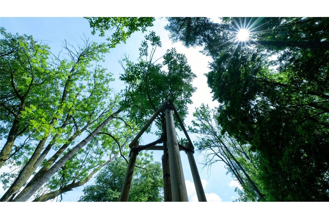 Historische Parkanlagen im Klimastress Lange Trockenperioden machen immer mehr Bäumen in historischen Parks zu schaffen.