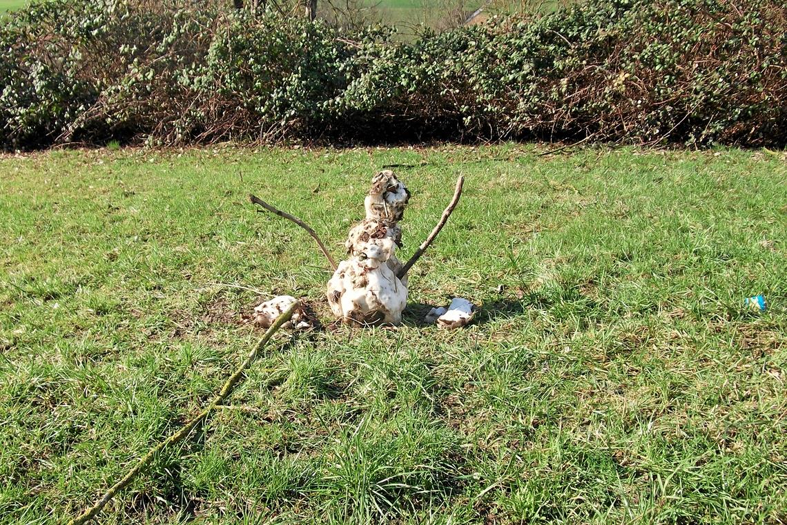 Was ein Winter ohne Schnee bedeutet Lange wird der Schneemann, den ein Leser in der Robert-Kaess-Siedlung gefunden hat, wohl nicht durchhalten. Foto: R. Kuschnertschuk