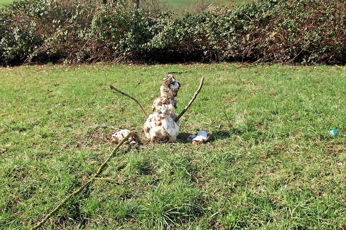 Lange wird der Schneemann, den ein Leser in der Robert-Kaess-Siedlung gefunden hat, wohl nicht durchhalten. Foto: R. Kuschnertschuk