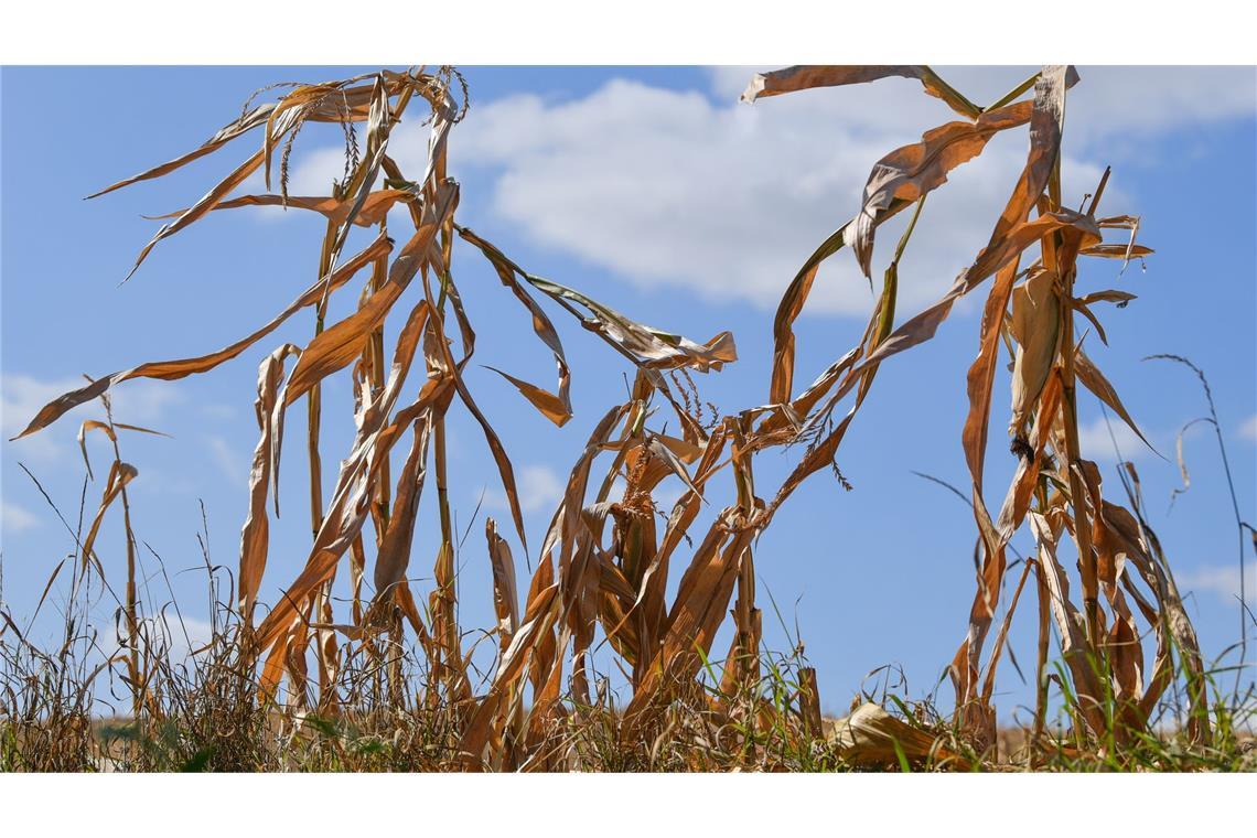 Wetter extrem: Wie gut sind Langzeitprognosen wirklich? Langfristige Sommerprognosen von Wetterdiensten zeigen Tendenzen, liefern aber keine konkreten Vorhersagen für einzelne Tage oder Wochen.