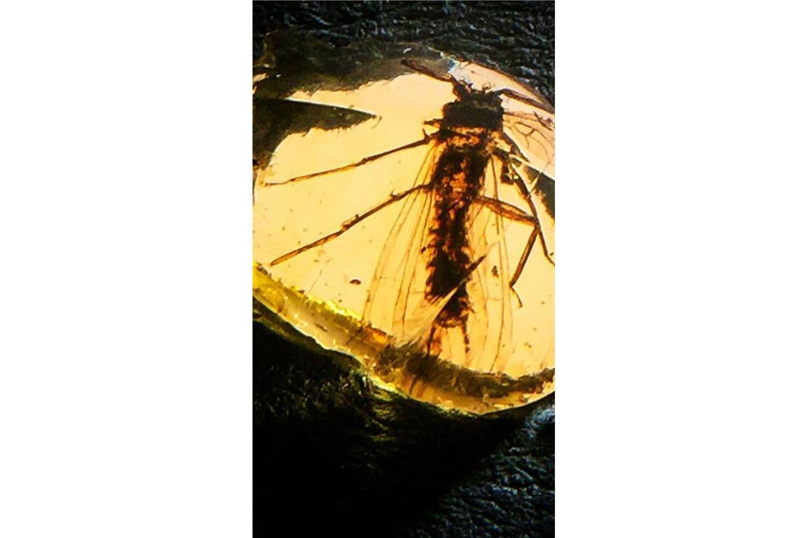 „Lapisperla keithrichardsi“: Benannt nach Keith Richards, dem Rhythmus- und Leadgitarrist sowie Songwriter der britschen Kultband Rolling Stones.