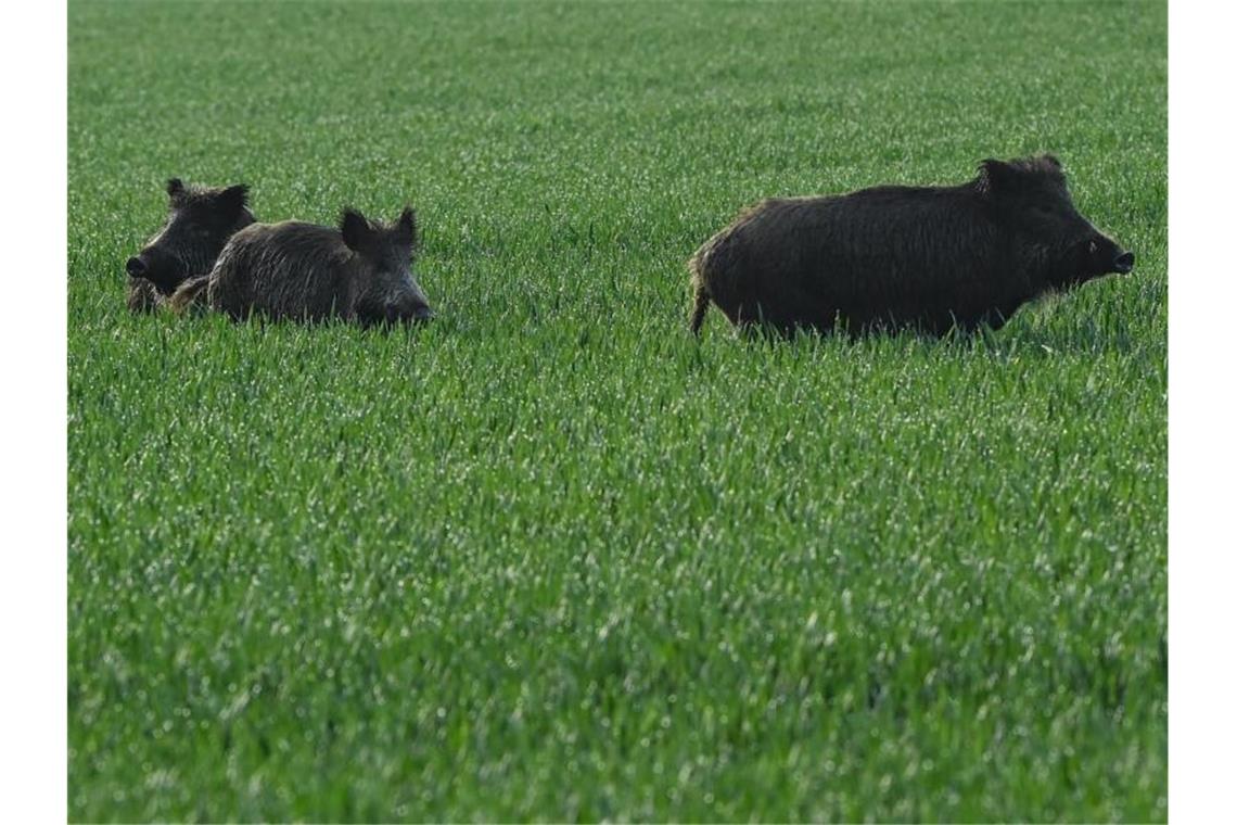 Laut Agrarministerium sind in Brandenburg und in Sachsen aktuell 2070 von ASP betroffene Wildschweine erfasst. Foto: Patrick Pleul/dpa-Zentralbild/dpa