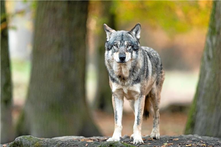 Laut der Forstlichen Versuchs- und Forschungsanstalt Baden-Württemberg handelt es sich gesichert um einen Wolf. Archivfoto: AB Photography/Adobe Stock