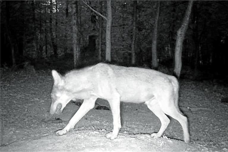 Laut der Forstlichen Versuchs- und Forschungsanstalt Baden-Württemberg handelt es sich bei der Aufnahme aus Kirchberg gesichert um einen Wolf. Foto: privat