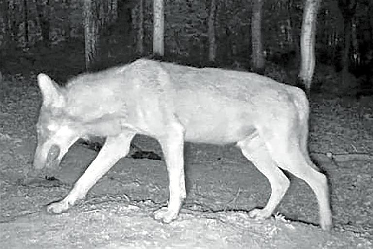 Laut der Forstlichen Versuchs- und Forschungsanstalt Baden-Württemberg handelt es sich bei der Aufnahme aus Kirchberg gesichert um einen Wolf. Foto: privat