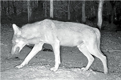 Laut der Forstlichen Versuchs- und Forschungsanstalt Baden-Württemberg handelt es sich bei der Aufnahme aus Kirchberg gesichert um einen Wolf. Foto: privat