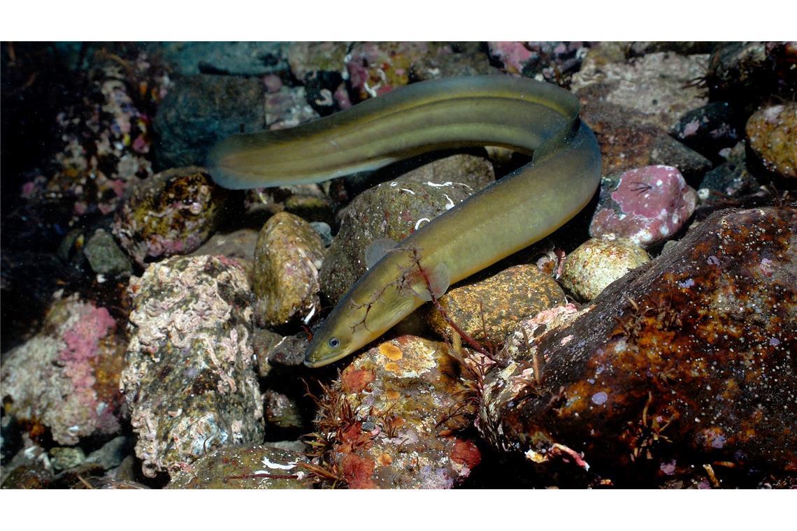 Tausende Süßwasserarten vom Aussterben bedroht Laut der Roten Liste der IUCN ist der Europäische Aal (Anguilla anguilla) vom Aussterben bedroht.