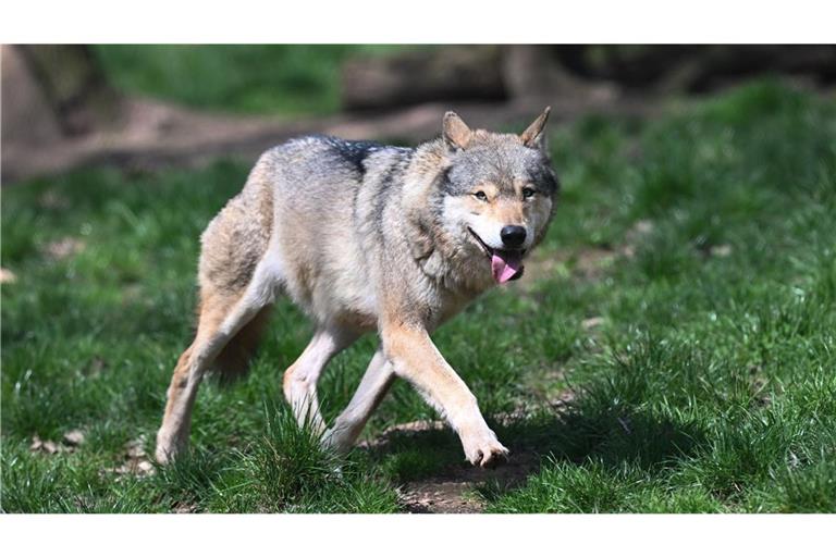 Laut Ministerium soll ein Wolf für die toten Schafe verantwortlich sein. (Symbolbild)