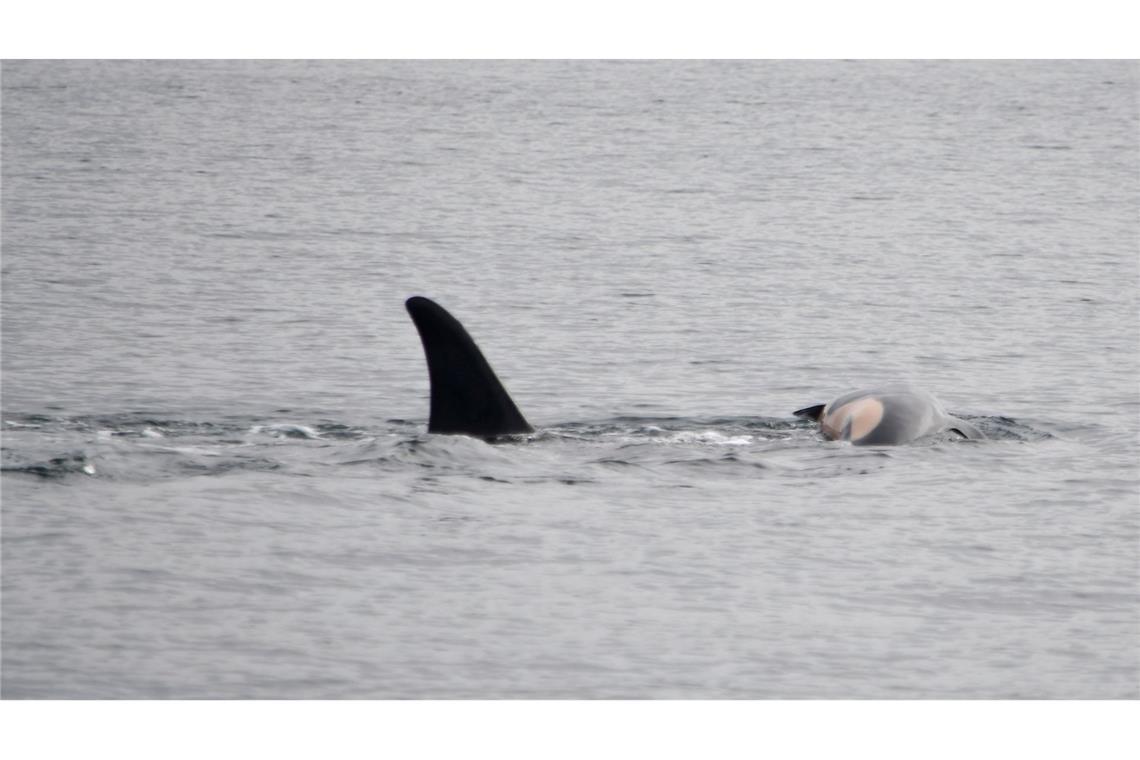 Orca-Weibchen trauert um totes Kalb Laut NOAA können sich neben Orcas auch andere soziale Tiere wie Elefanten oder Primaten manchmal nicht von ihrem toten Nachwuchs trennen. (Handout)