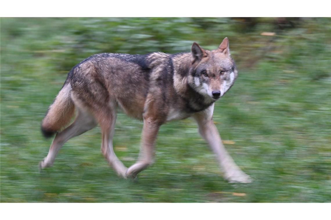 Frau von Wolf gebissen - Was wir wissen und was nicht
