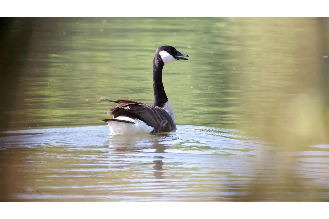 Gänsekot auf Liegewiesen – liegt die Lösung bei den Eiern? Lauter Protest - aber nachdem die Menschen weg sind, kehren die Gänse zum Gelege zurück.
