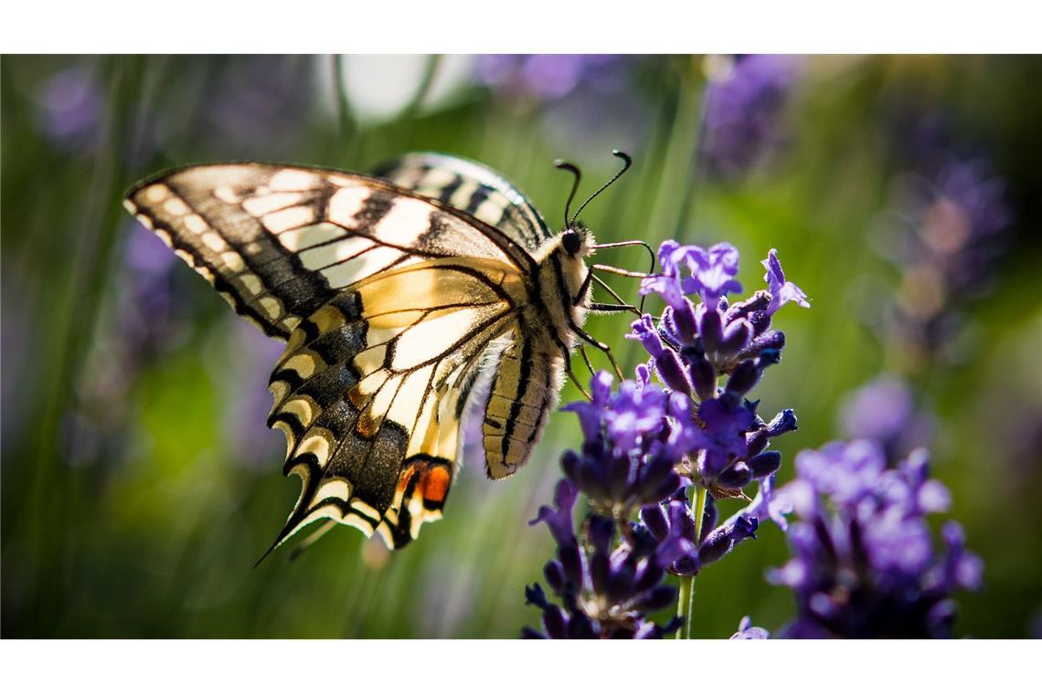 Lavendel ist bei verschiedenen Schmetterlingsarten wie auch dem Schwalbenschwanz beliebt. (Archivbild)