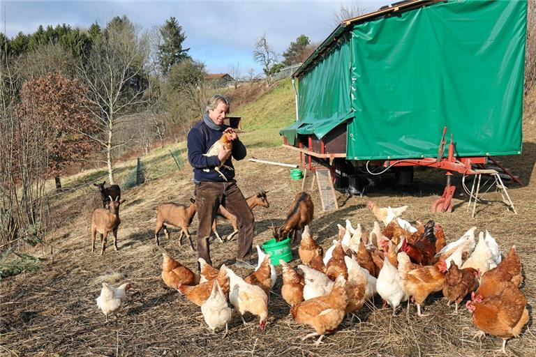 Leben seit dem Herbst auf dem Gelände der Demeter-Gärtnerei und ermöglichen es der Solawi seit Neuestem, Eier anzubieten: 75 Hennen und vier Hähne, die durch Ziegen vor Mardern, Füchsen und Greifvögeln geschützt werden. Foto: A. Becher