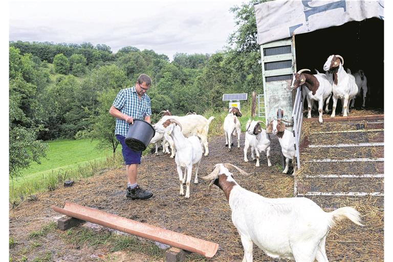 Leckerlis gibt es, weil die Presse heute da ist und die Ziegendamen einen Anreiz brauchen, um bei dem nassen Wetter vor die Linse zu kommen. Sonst haben sie mehr als genug Futter auf dem Hang, den sie beweiden – beispielsweise Brombeergestrüpp, für die Ziegen eine echte Delikatesse.