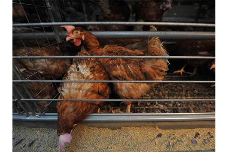 Legehennen im Käfig - bald Geschichte?. Foto: picture alliance / dpa