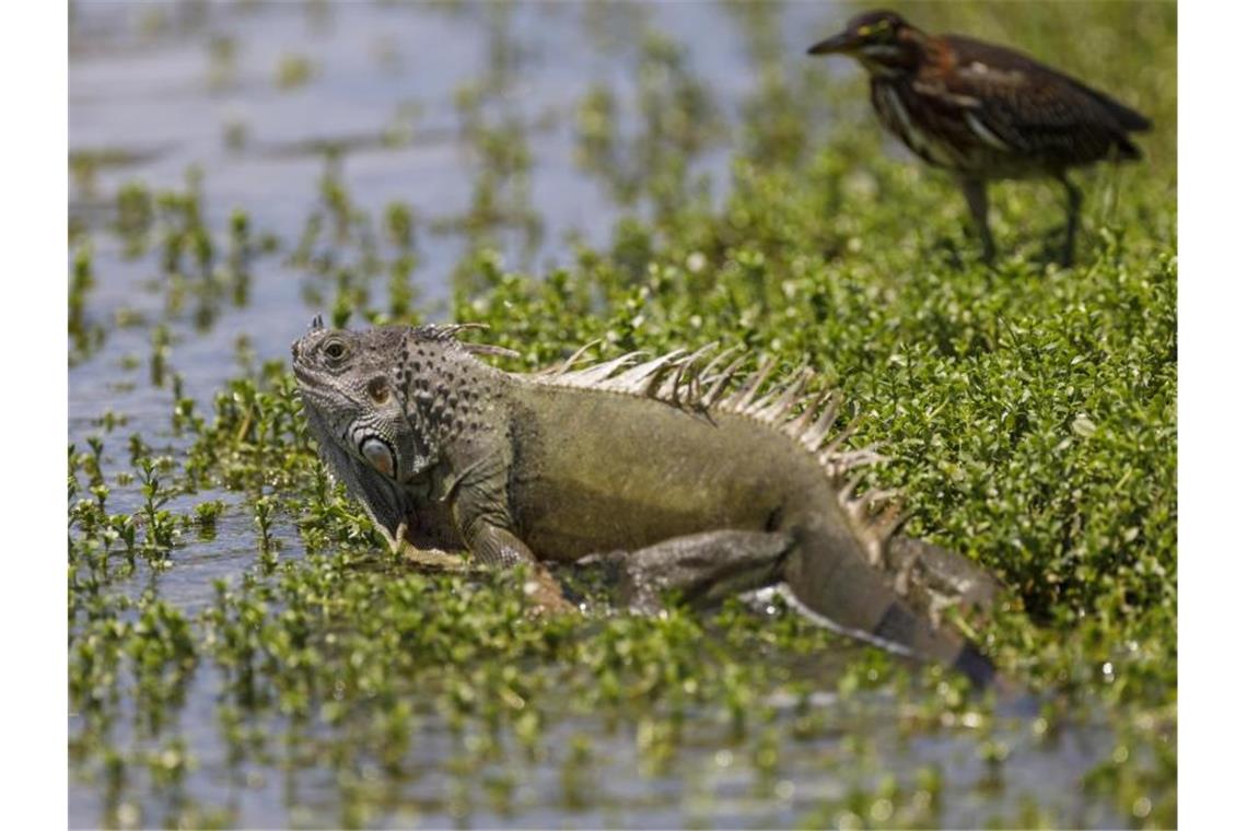 Leguane sind wechselwarm, ihre Körpertemperatur schwankt mit der Umgebungstemperatur. Sie werden bei einstelligen Temperaturen unbeweglich. Foto: Greg Lovett/Palm Beach Post via ZUMA Wire/dpa