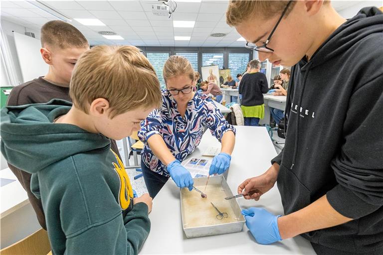 Lehrerin Alexandra Blessing teilt Schweineaugen aus. In Teams untersuchen die Schüler mit Skalpell und Schere den Aufbau des Organs. Fotos: Alexander Becher