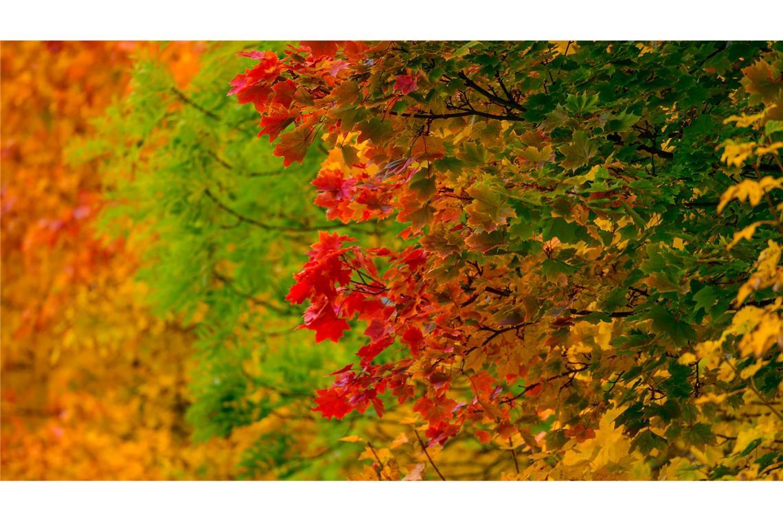 Bilder des Tages Leuchtende Herbstfarben.