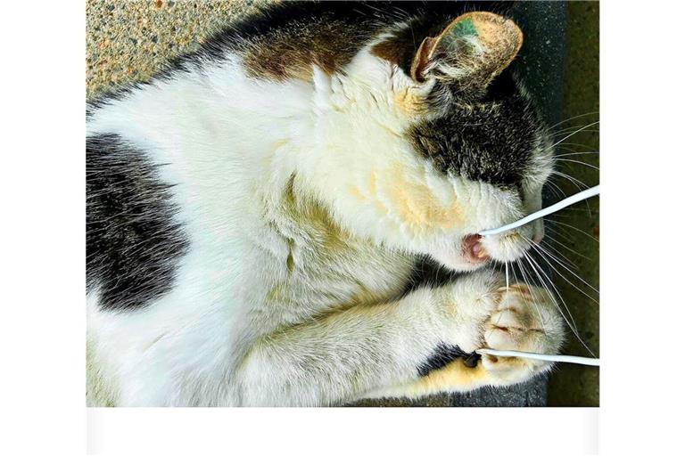 Leuze-Kater „Lucky“ im Kampf mit dem Handy-Kabel