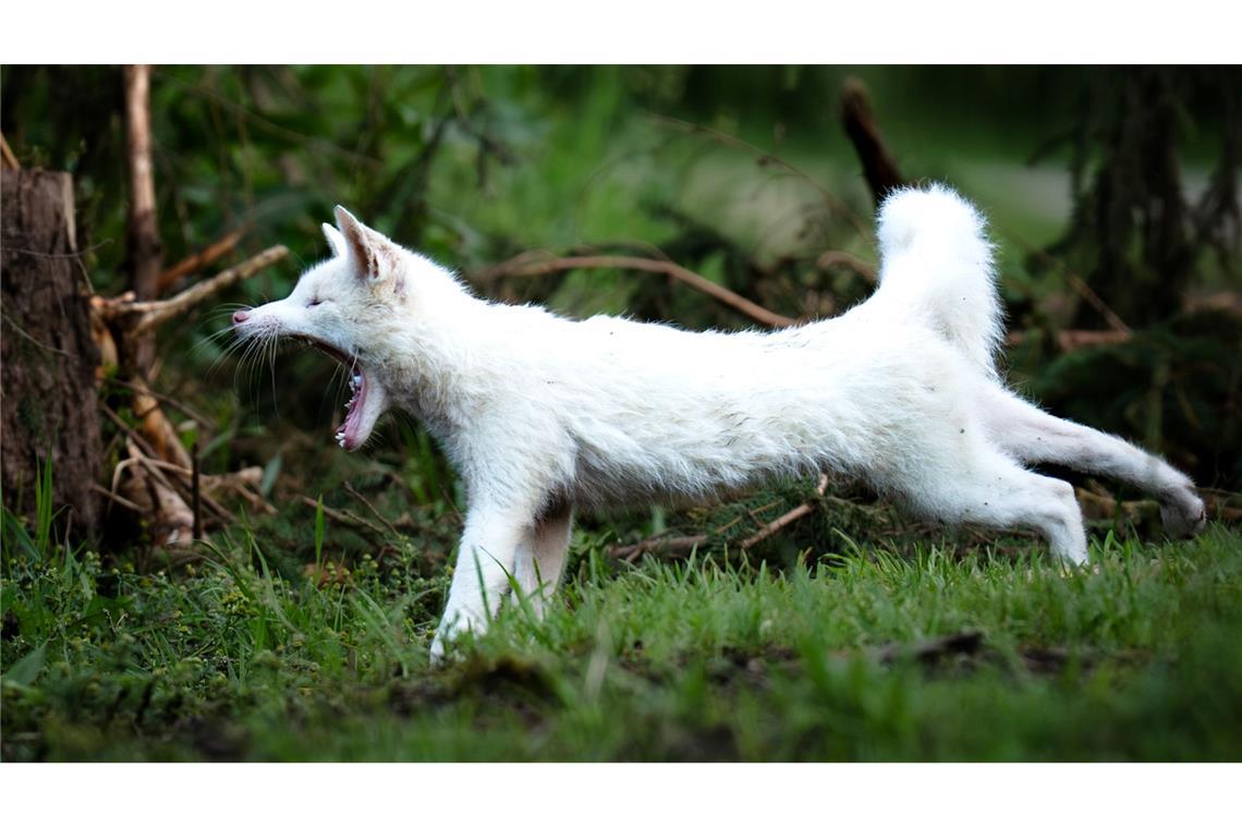 Leuzismus kann bei vielen Wildtieren auftreten, ist aber bei Rotfüchsen selten.