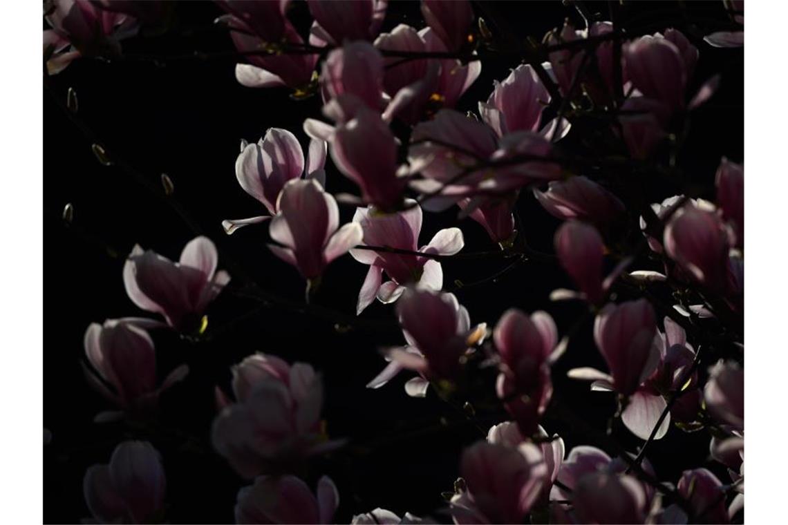 Licht fällt auf eine Magnolie. Foto: Sebastian Gollnow/dpa/Archivbild