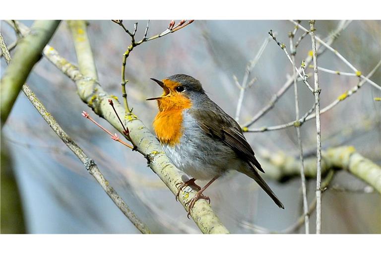 Lichtverschmutzung hat Einfluss auf tagaktive Vögel wie das Rotkehlchen: Sie singen morgens früher und abends länger. (Archivbild)