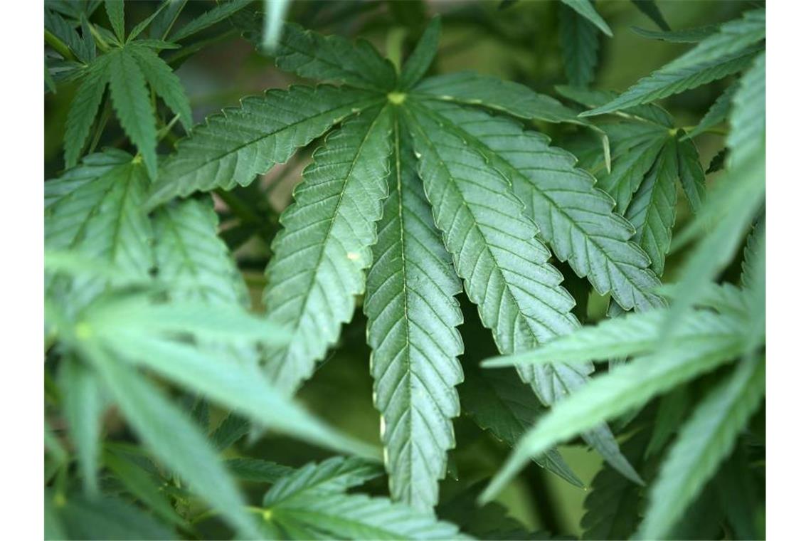 Zu viel THC in Hanf-Lebensmitteln: Lidl ruft Produkte zurück Lidl hat Gebäck, Tee, einen Proteinriegel und Öl zurückgerufen. In allen Lebensmitteln wurde ein erhöhter THC-Gehalt festgestellt. Foto: Oliver Berg/dpa