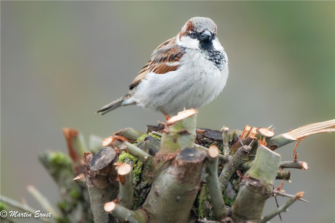 "Lieber die Taube in der Hand als den Spatz auf der Spatz auf dem Dach... ÄH Bau...