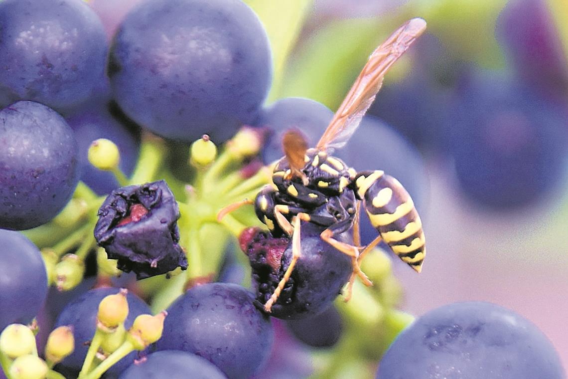 Ein beinahe gebrochenes Weinbergherz Liebt die süßen Trauben ebenso wie der Mensch: Die Wespe.