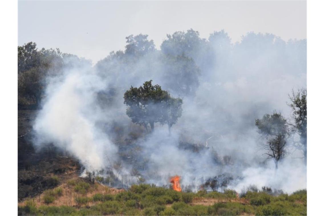 Lodernde Flammen in einem Pinienwald an den Hängen des Ätnas. Foto: Salvatore Cavalli/AP/dpa