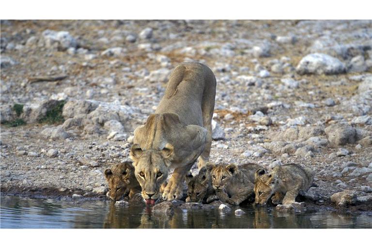 Löwen-Familie im Etosha-Nationalpark. Ein Wilfeuer hat ein Drittel des Parks zerstört (Archivfoto).