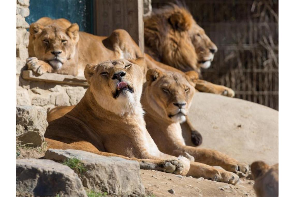 Löwe greift im Zoo Osnabrück Pflegerin an Löwen liegen in ihrem Gehege im Osnabrücker Zoo in der Frühlingssonne. Foto: Friso Gentsch/dpa/Archiv