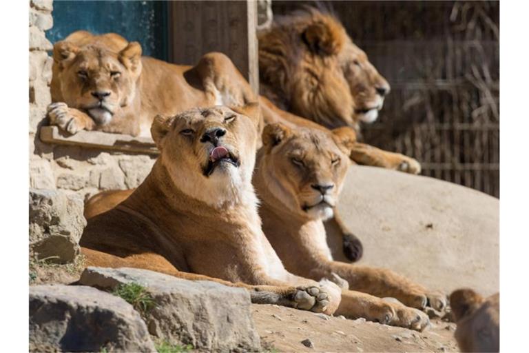 Löwen liegen in ihrem Gehege im Osnabrücker Zoo in der Frühlingssonne. Foto: Friso Gentsch/dpa/Archiv