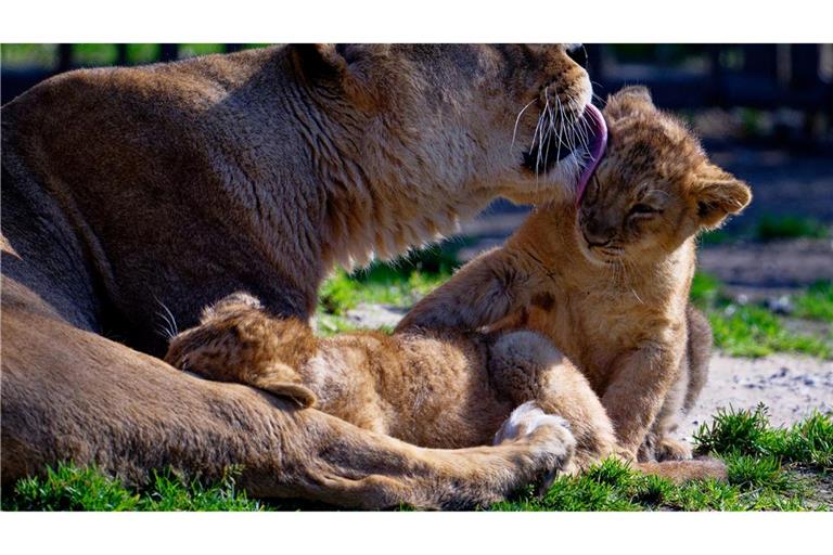 Löwenmama Gina genießt die Sonne mit ihrem Nachwuchs im Kölner Zoo.