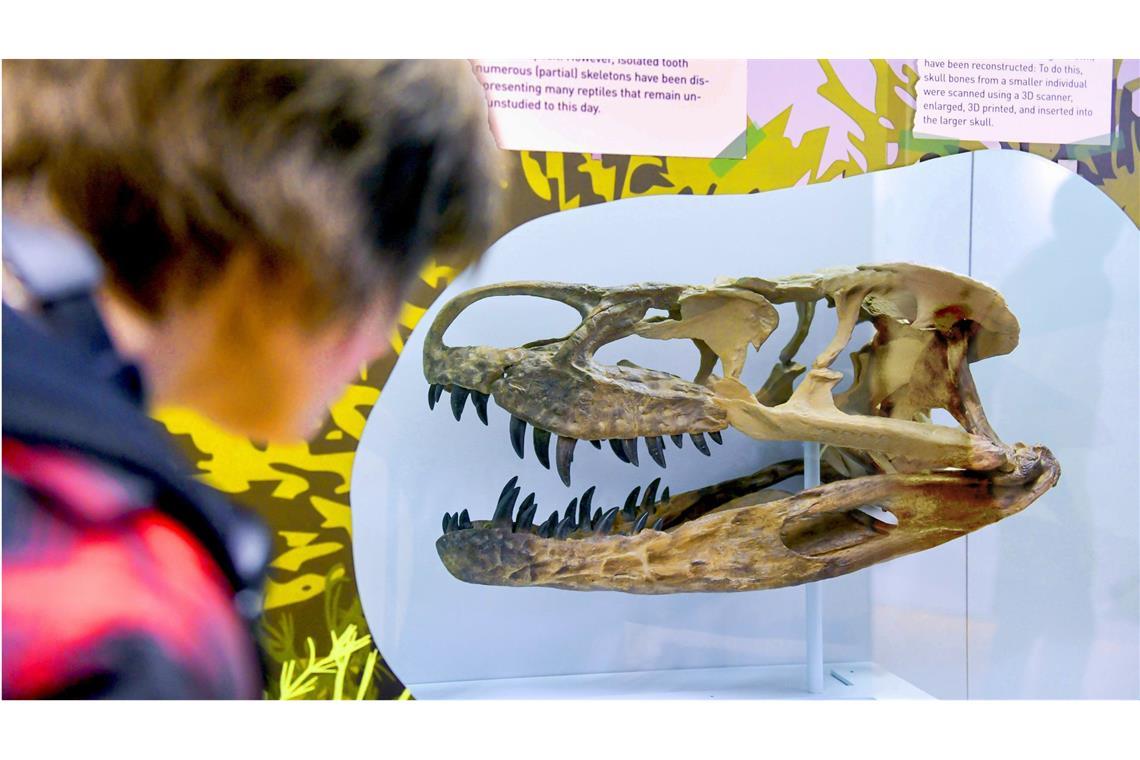 Löwentormuseum: Reise in die Urzeit