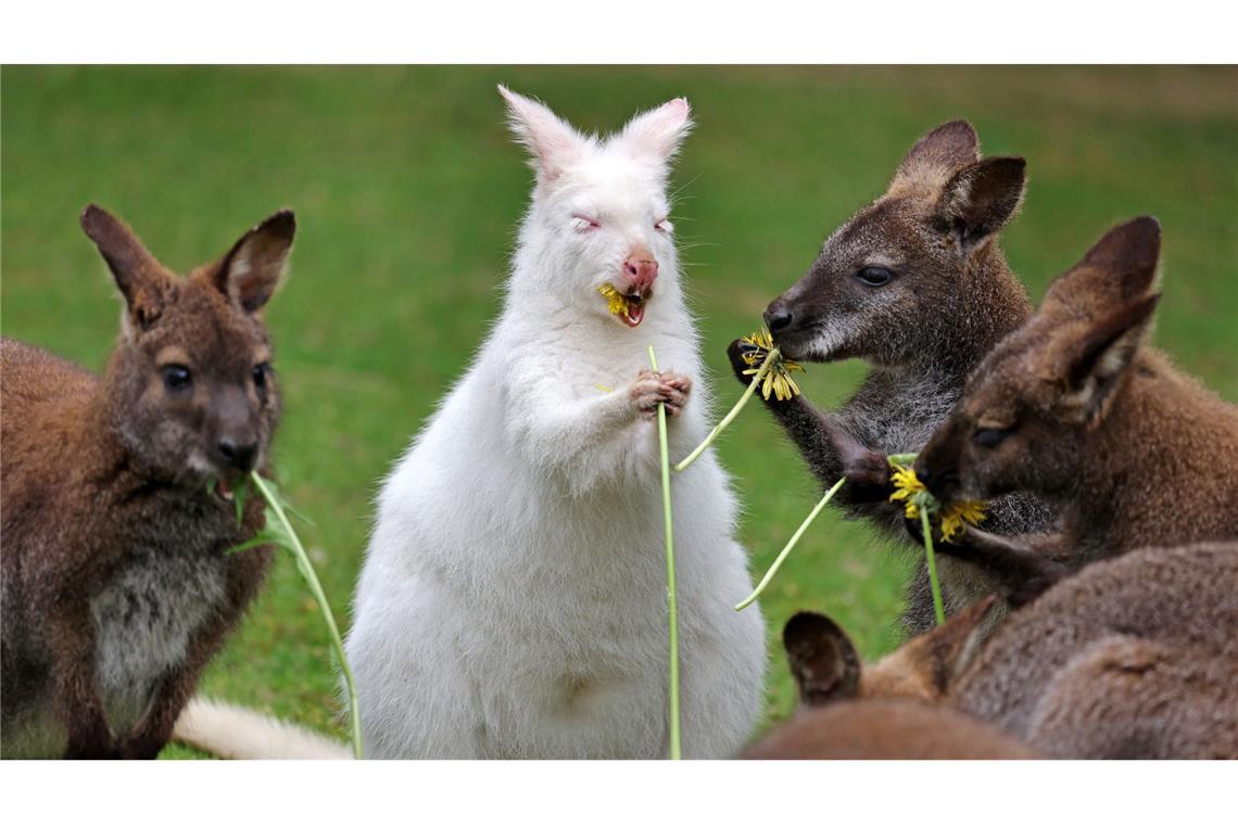 Bilder des Tages Löwenzahn zum Frühstück: Abigail, das Albino-Känguru im Vogelpark Marlow, bekommt zu ihrem ersten Geburtstag Blumen zum Frühstück.