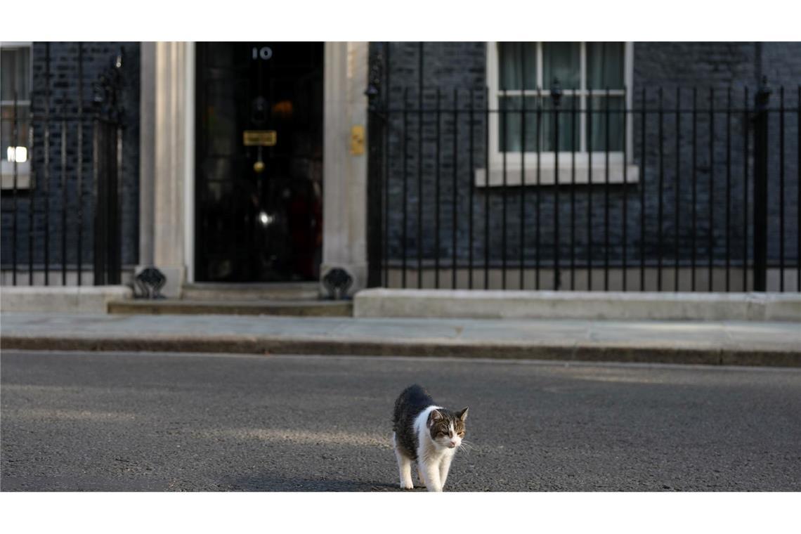 London, Downing Street 10: Der „Chief Mouser“ bleibt gelassen – Starmer ringt in der größten Führungskrise