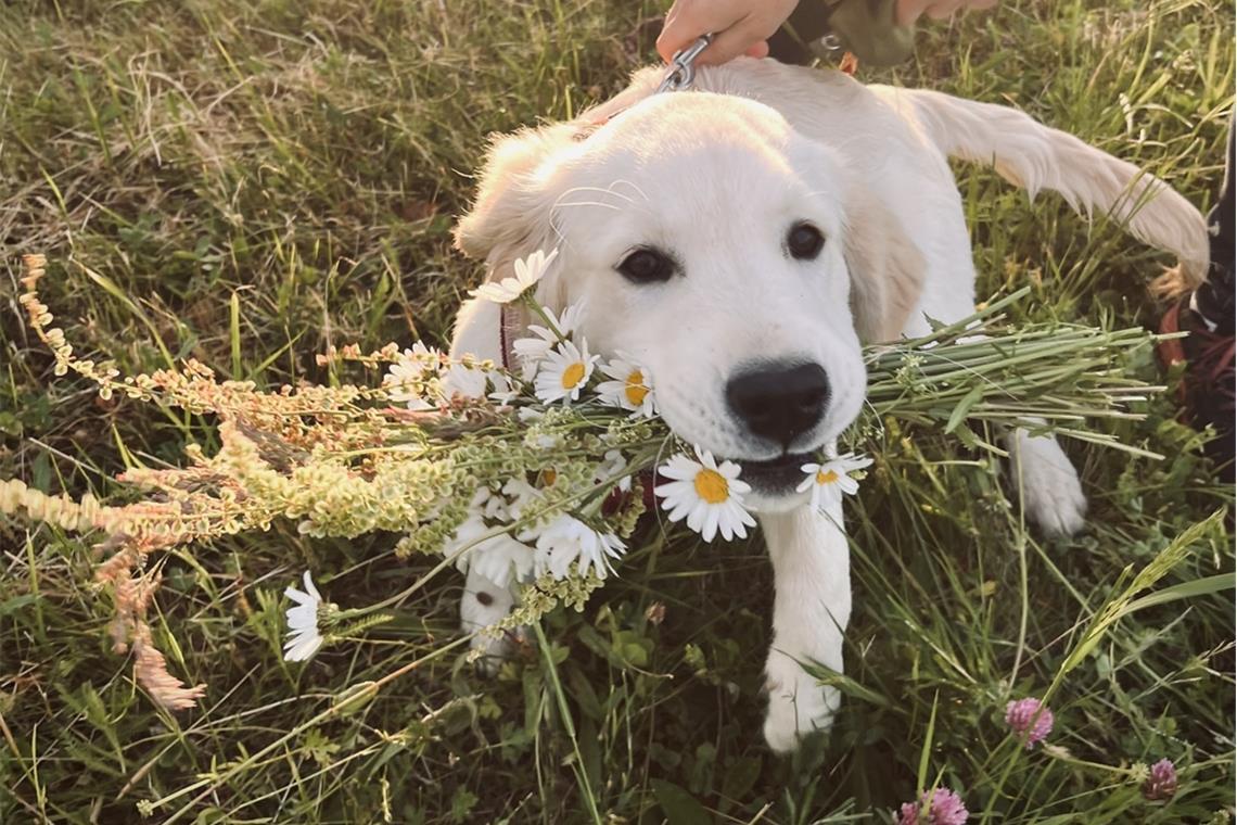 Lotta pflückt Blumen: Naja, nicht ganz. Eigentlich waren Lottas Besitzer am Mutt...