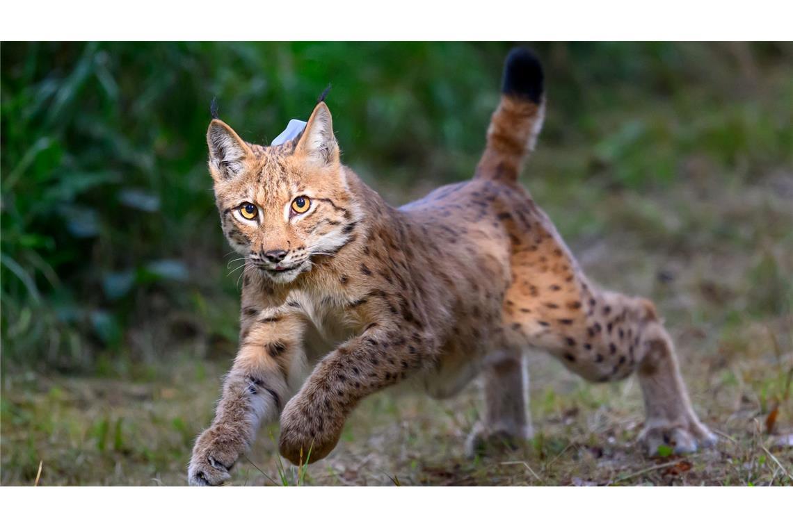 Luchs in Sachsen ausgewildert: Luchsmännchen (Kuder) Charlie sprint aus der Transportbox im Forstbezirk Eibenstock
